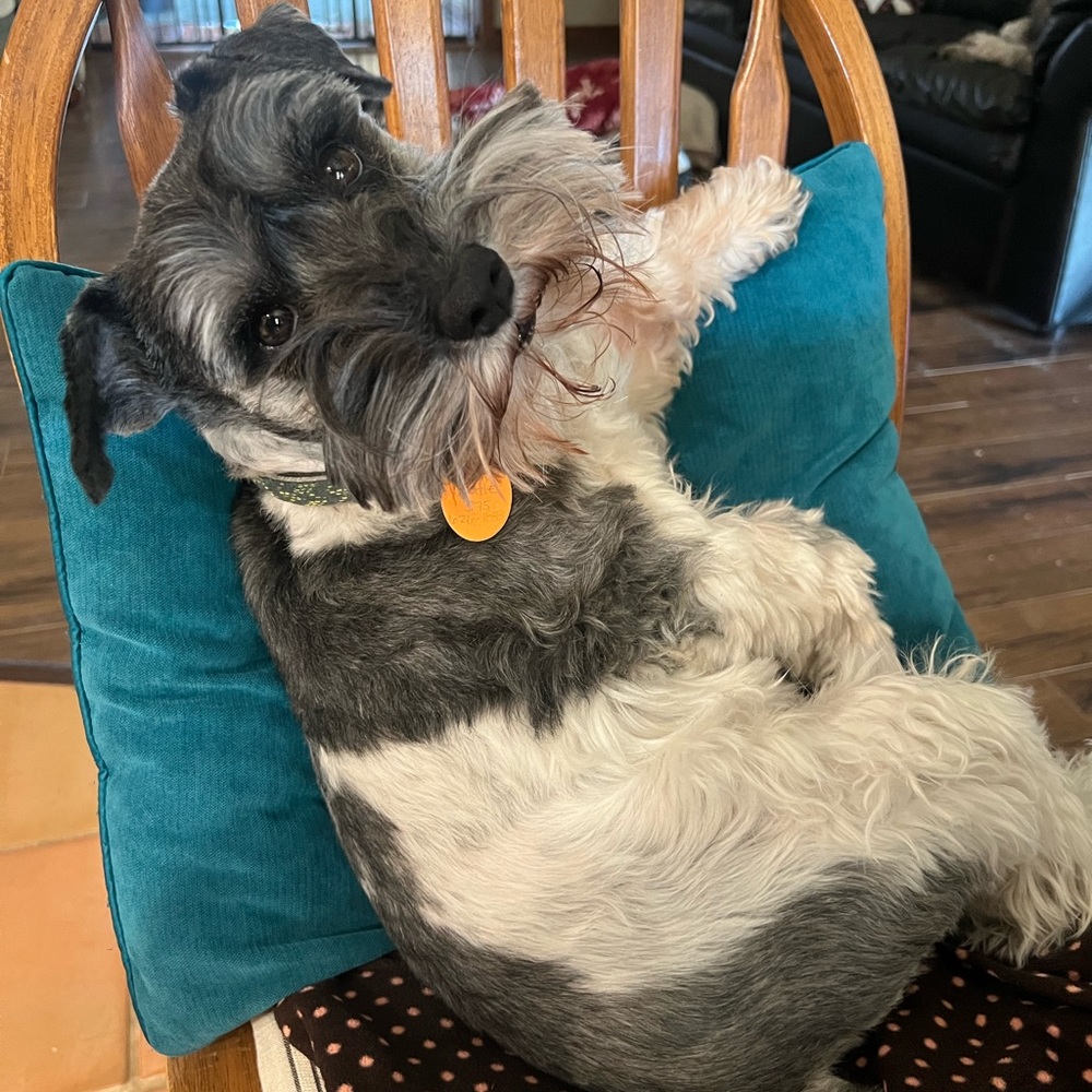 Thanks for Stopping By!❤️ Pet Friendly Closet! My brood of 7 🐾 - Picture 7 of 16